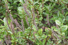 Salix saxatilis