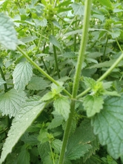Ballota nigra