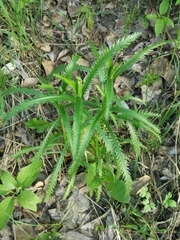 Achillea alpina