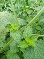 Ballota nigra