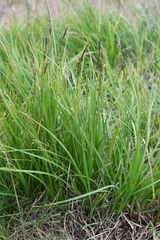 Carex aquatilis stans