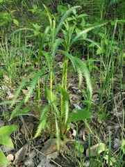 Achillea alpina