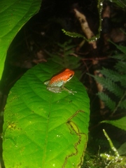 Oophaga granulifera