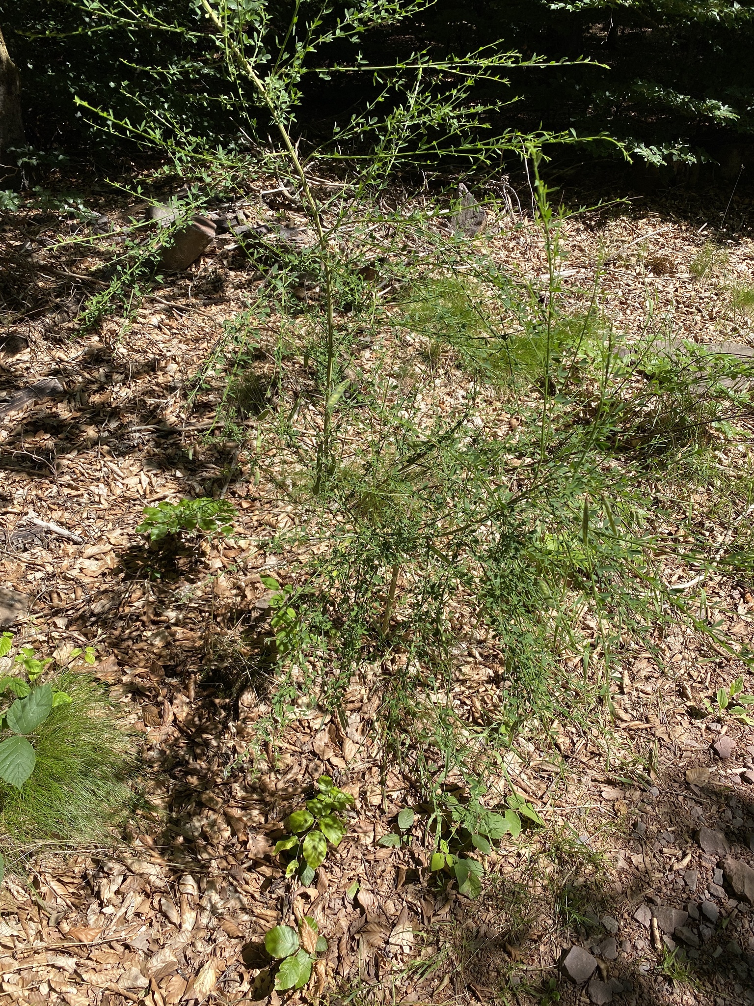 Asperge (Asparagus officinalis) — photo 3