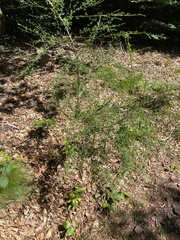 Asperge (Asparagus officinalis) — photo 3