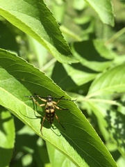 Typocerus velutinus