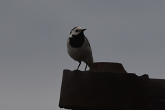 Motacilla alba