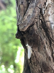 Maccaffertium terminatum