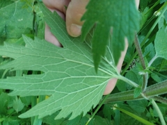 Leonurus quinquelobatus
