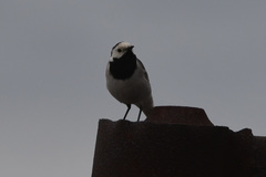 Motacilla alba