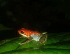 Oophaga granulifera