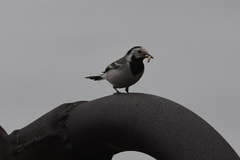 Motacilla alba