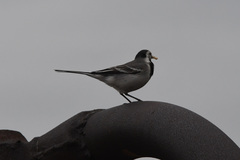 Motacilla alba