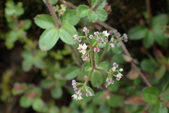 Galium formosense