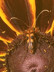 Strangalia sexnotata