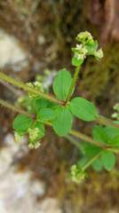 Galium formosense