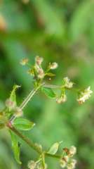 Galium formosense