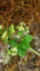 Galium formosense