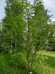 Pterocarya rhoifolia