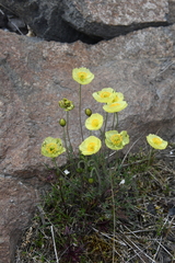 Papaver pulvinatum