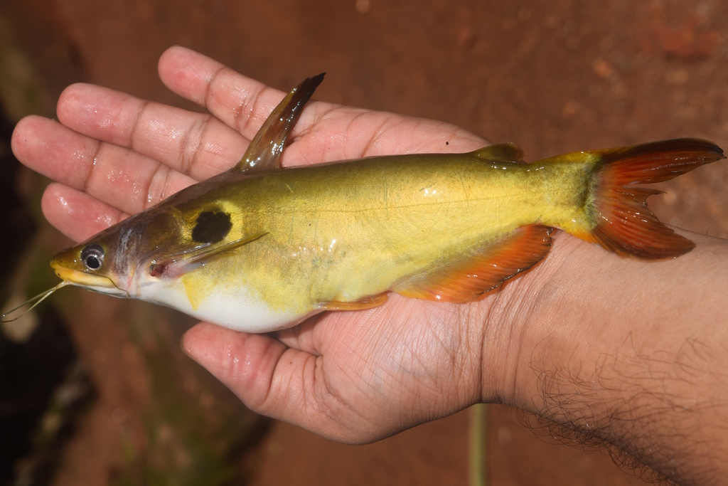 Horabagrid Catfishes