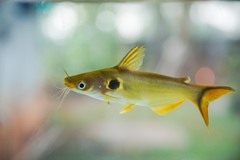 Bulls Eye Catfish photo 1