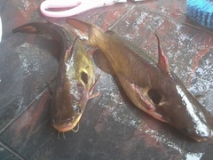 Bulls Eye Catfish photo 4
