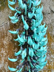 Strongylodon macrobotrys