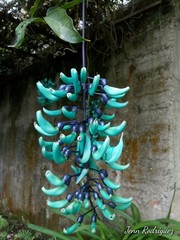 Strongylodon macrobotrys