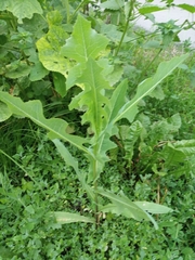 Cichorieae