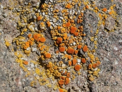 Polycauliona bolacina