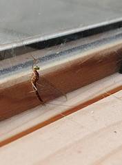 Maccaffertium terminatum placitum