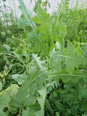 Cichorieae
