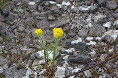 Tephroseris palustris