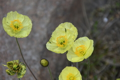 Papaver pulvinatum