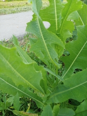 Cichorieae