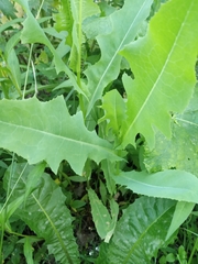 Cichorieae