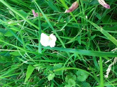 Convolvulus arvensis