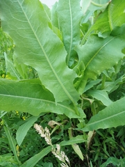 Cichorieae