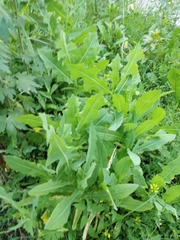 Cichorieae