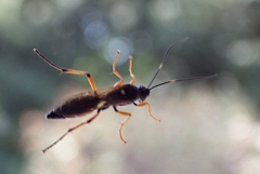 Ctenichneumon inspector