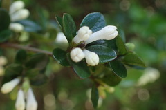 Ligustrum morrisonense