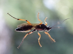 Ctenichneumon inspector