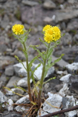 Tephroseris palustris