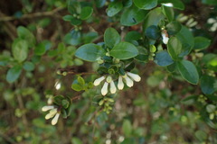 Ligustrum morrisonense
