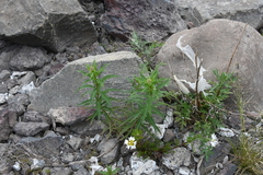 Chamaenerion angustifolium