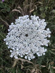 Daucus carota