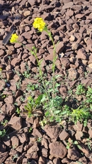 Sisymbrium loeselii