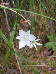 Calochortus lyallii