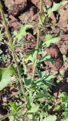 Sisymbrium loeselii